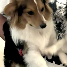 Pembroke Welsh Corgi Puppies from Haggard Family Corgis