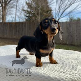 Olive - Black and tan female Dachshund puppy in Royse City, Texas from Truehearted Miniature Dachshunds