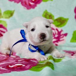 Lincoln - White male Siberian Husky puppy in Lunenburg, Vermont from SNOW WOOLY HUSKY