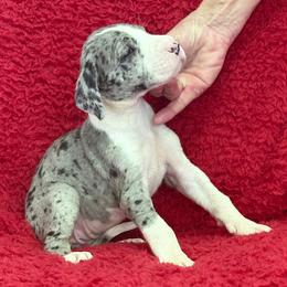 Mantle merle girl 2 - Merle female Great Dane puppy in Westville, Florida from Boulder View Danes