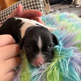 Kaia - Black and white female English Springer Spaniel puppy in St Johnsbury, Vermont from Paradise Valley Springers