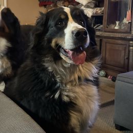 Bernese Mountain Dog puppies from Wendy Gendreau's -  Rivers Run Bernese Mountain Dogs
