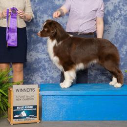 Vander - Red & white male Australian Shepherd puppy in Cumberland, Rhode Island from Empower
