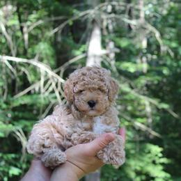 Bean - Cream male Goldendoodle puppy in Shushan, New York from Barnwood Doodles
