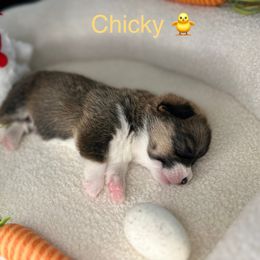 Pembroke Welsh Corgi Puppies from Coastal Corgis