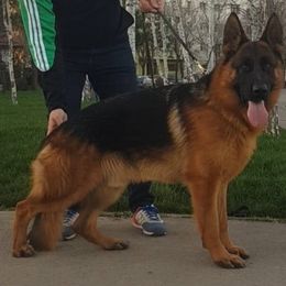 German Shepherd Puppies from Von Rechtschaffenheit School of Dog Training
