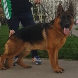 German Shepherd Puppies from Von Rechtschaffenheit School of Dog Training