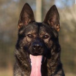 Victoria - German Shepherd