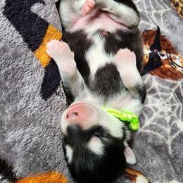 Girl 2 'Onyx' lime green collar - Gray and white female Alaskan Malamute puppy in Grayson County, Virginia from River Bend Malamutes