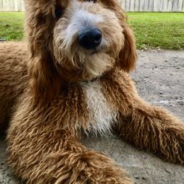 Goldendoodle Puppies from Wrightsville Beach GoldenDoodles