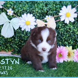 Westyn - Red tri male Miniature Australian Shepherd puppy in Madisonville, Texas from Flying LL Aussies