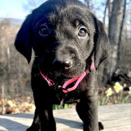 Black girl, pink collar - Black female Labrador Retriever puppy in Ozark, Arkansas from Middle Ridge Retrievers