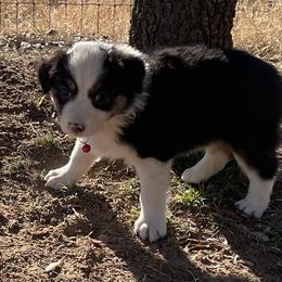 Girl 2 - Australian Shepherd puppy in Blum, Texas from 4P Poteet Farms