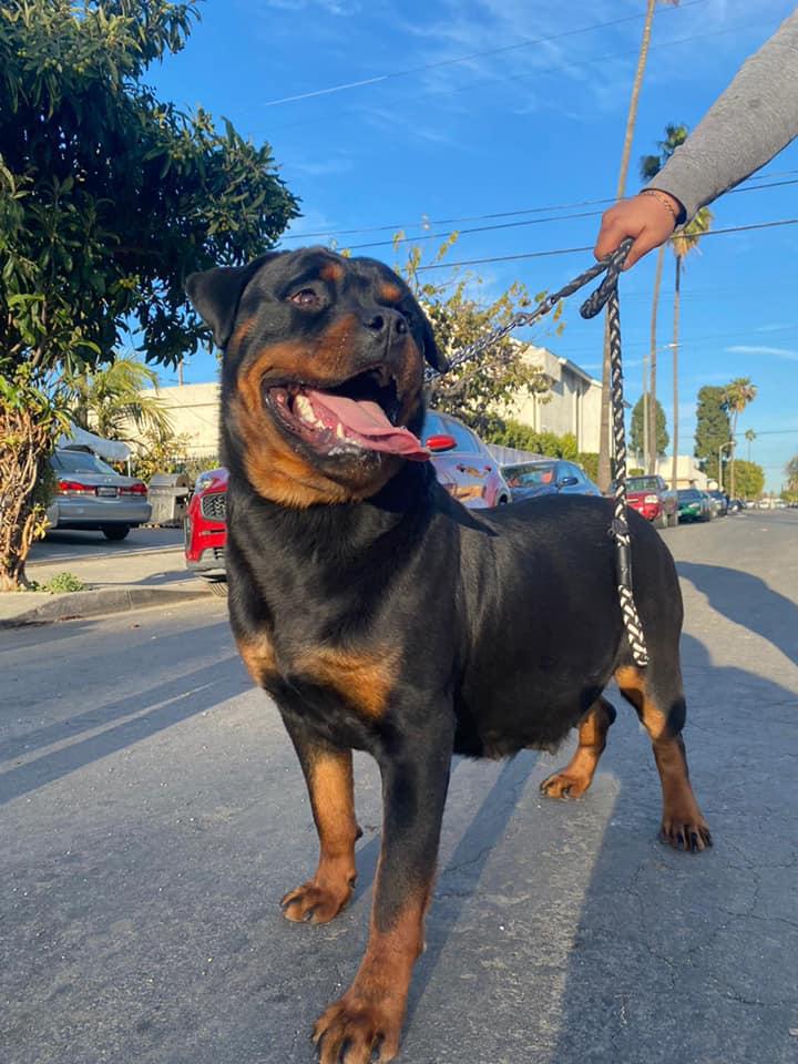 BOCHOS KENNELS in California | Rottweiler puppies | Good Dog