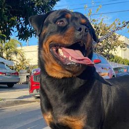 Rottweilers from BOCHOS KENNELS