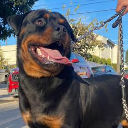 Rottweilers from BOCHOS KENNELS