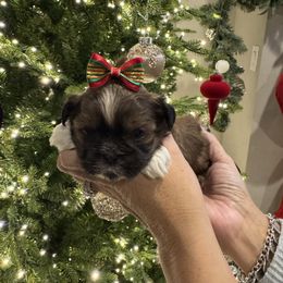 Princess Fiona - Black gold and white female Shih Tzu puppy in Kent, Washington from Exclusively Shih Tzu's LLC