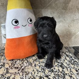 Red - Black female Giant Schnauzer puppy in Pearland, Texas from K & S Schnauzers