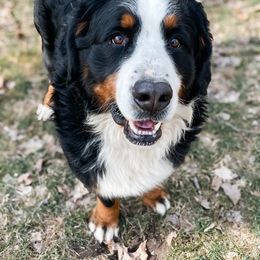 Scooby - Bernese Mountain Dog