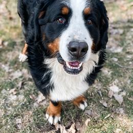 Scooby - Bernese Mountain Dog