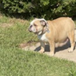 Bulldogs from Farley Bulldogs