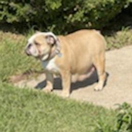 Bulldogs from Farley Bulldogs