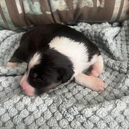 Oboe - Black tri-color male Australian Shepherd puppy in Bennett, Colorado from Alolan Angel Aussies