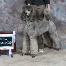 Freyja - Poodle
