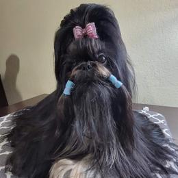 Devon - Shih Tzu