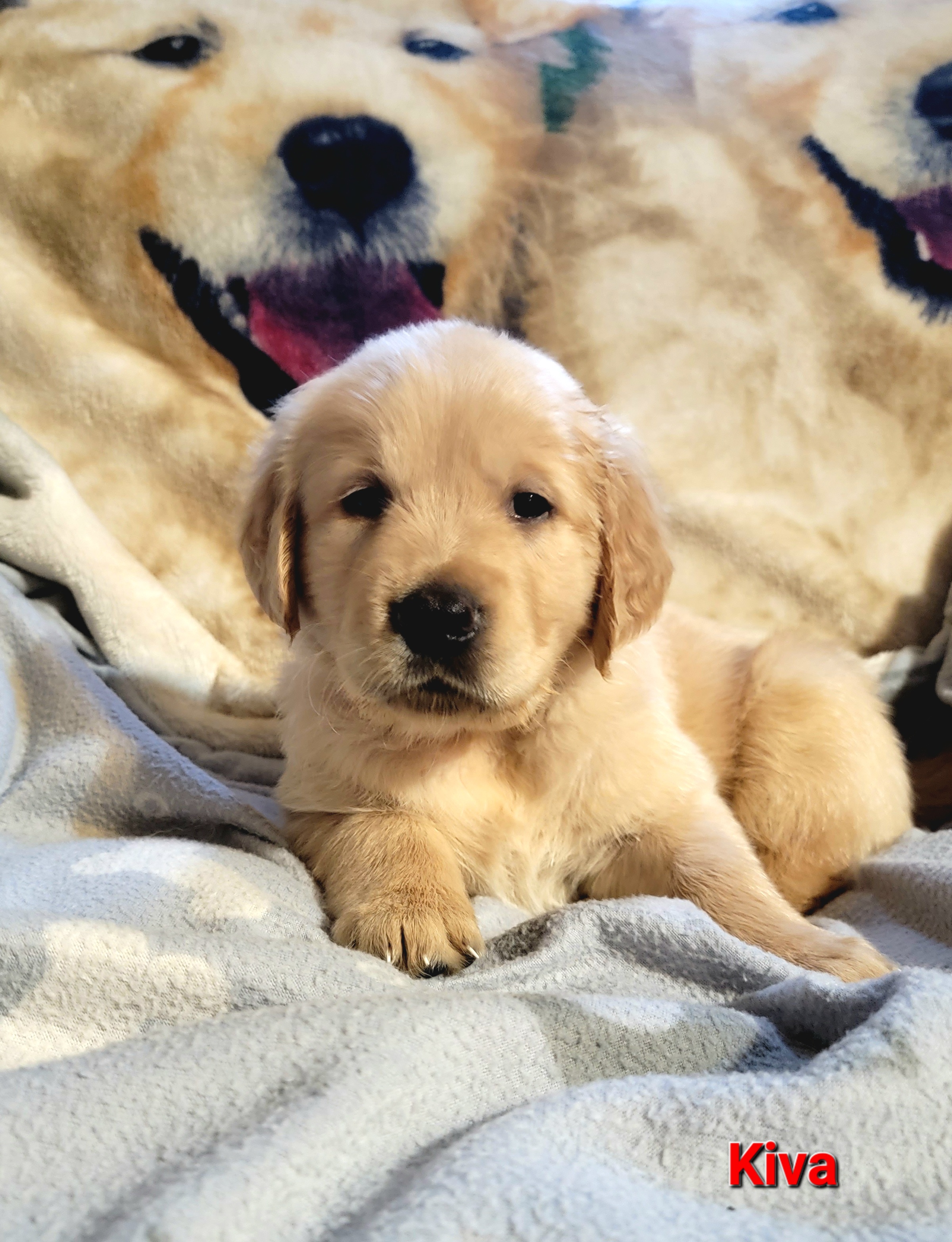 Golden Retriever Puppies from JK Goldens