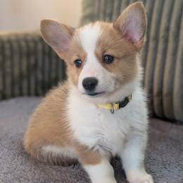 Girl 3 Miss Gold - White and red female Pembroke Welsh Corgi puppy in Milton, Florida from Milton Corgis ~ Azealia Acres