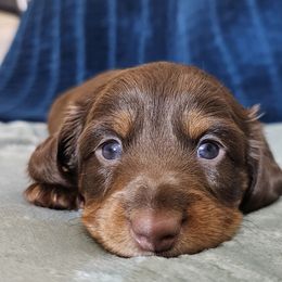 Dachshund Puppies from Collier Dachshunds