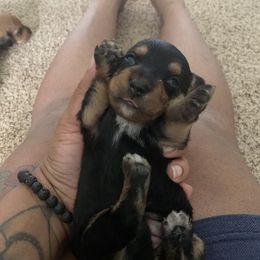 Dachshund Puppies from MNE Miniature Dachshunds