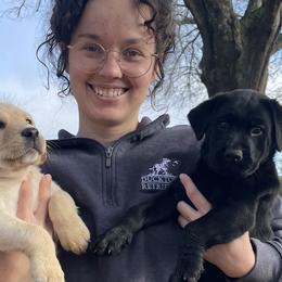 Labrador Retrievers from Ducktown Retrievers