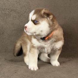 Hachi - Red and white male Siberian Husky puppy in Miami, Florida from House of Ace & Iza