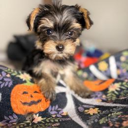 Louie - Black and gold male Yorkshire Terrier puppy in Palmdale, California from Pucci Pawfect