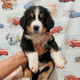 Holly - Black rust and white female Bernese Mountain Dog puppy in Box Elder, South Dakota from Pleasant Lake Bernedoodles & BMDs