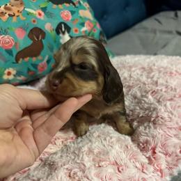 Dapple gal - Chocolate and cream female Dachshund puppy in Mt. Pleasant, Texas from The Spotted Doxie