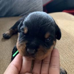 Rottweiler Puppies from Vom Haus Faulkner Rottweiler