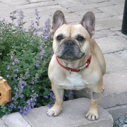 French Bulldogs from Mt Vista Frenchies