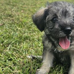 Miniature Schnauzers from The Bearded Lady Miniature Schnauzers