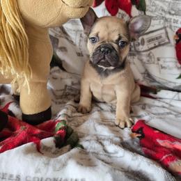 Girl 2 - Fawn female French Bulldog puppy in Crane, Missouri from James River French Bulldogs