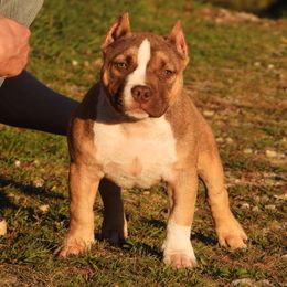 Camelot - Red sable female American Bully puppy in Orlinda, Tennessee from SimplyBullies