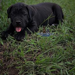 Cane Corso Puppies from Caneolina Corso Kennel