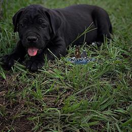 Cane Corso Puppies from Caneolina Corso Kennel