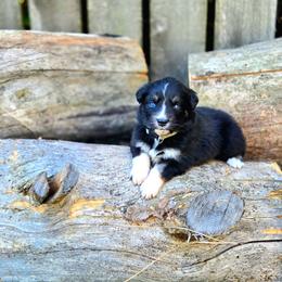 Vesper - Black tri-color female Australian Shepherd puppy in Salem, Oregon from Steady Aim Aussies