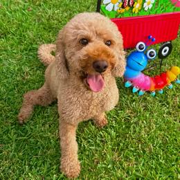 Canela - Goldendoodle