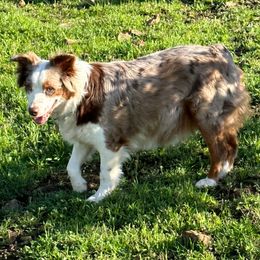 Addie - Australian Shepherd