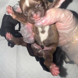 Boy 1 - Chocolate and tan male Shih Tzu puppy in Albany, New York from Precious Peekapoo’s and Luxurious Shih Tzu’s