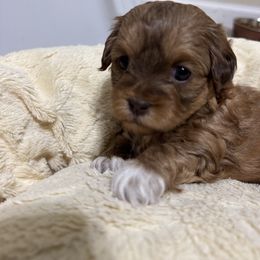 Spice - Brown female Shihpoo puppy in Cedar Springs, Michigan from Pridespoodles
